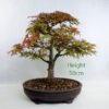 Acer Palmatum Deshojo Japanese Maple Bonsai Tree Number 190P available to buy online from All Things Bonsai Sheffield Yorkshire with free UK delivery