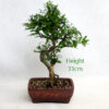 Pomegranate Flowering Bonsai Tree Punica Number 256P available to buy online from All Things Bonsai Sheffield Yorkshire with free UK delivery