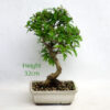 Pomegranate Flowering Bonsai Tree Punica Number 227P available to buy online from All Things Bonsai Sheffield Yorkshire with free UK delivery