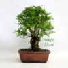 Pomegranate Flowering Bonsai Tree Punica Number 251P available to buy online from All Things Bonsai Sheffield Yorkshire with free UK delivery