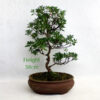 Azalea Flowering Bonsai Tree Gin No Suzu Number 223P available to buy online from All Things Bonsai Sheffield Yorkshire with free UK delivery