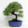 Aleppo Pine Bonsai Tree Number 62Y available to buy online from All Things Bonsai Sheffield Yorkshire with free UK delivery