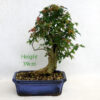 Trident Maple Bonsai Tree Number 262P available to buy online from All Things Bonsai Sheffield Yorkshire with free UK delivery