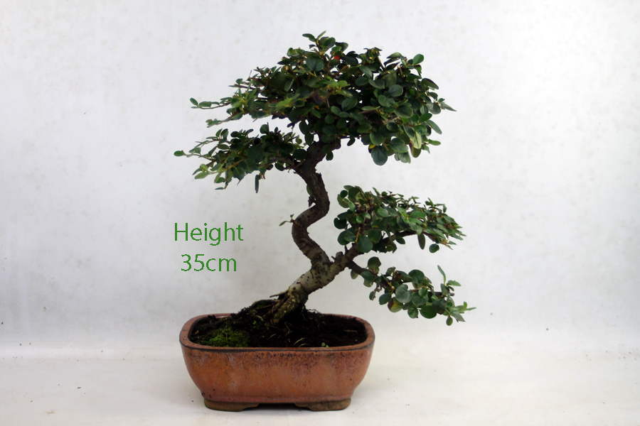 Cotoneaster Flowering Bonsai Tree Number 31P available to buy online from All Things Bonsai Sheffield Yorkshire with free UK delivery