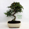 Cotoneaster Flowering Bonsai Tree Number 67P available to buy online from All Things Bonsai Sheffield Yorkshire with free UK delivery