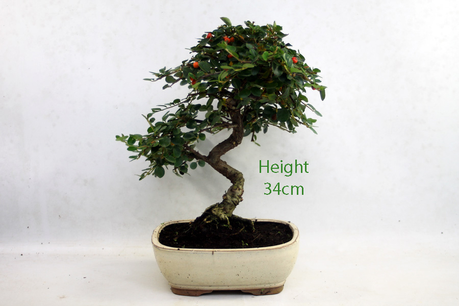 Cotoneaster Flowering Bonsai Tree Number 67P available to buy online from All Things Bonsai Sheffield Yorkshire with free UK delivery