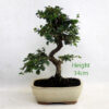 Cotoneaster Flowering Bonsai Tree Number 282P available to buy online from All Things Bonsai Sheffield Yorkshire with free UK delivery