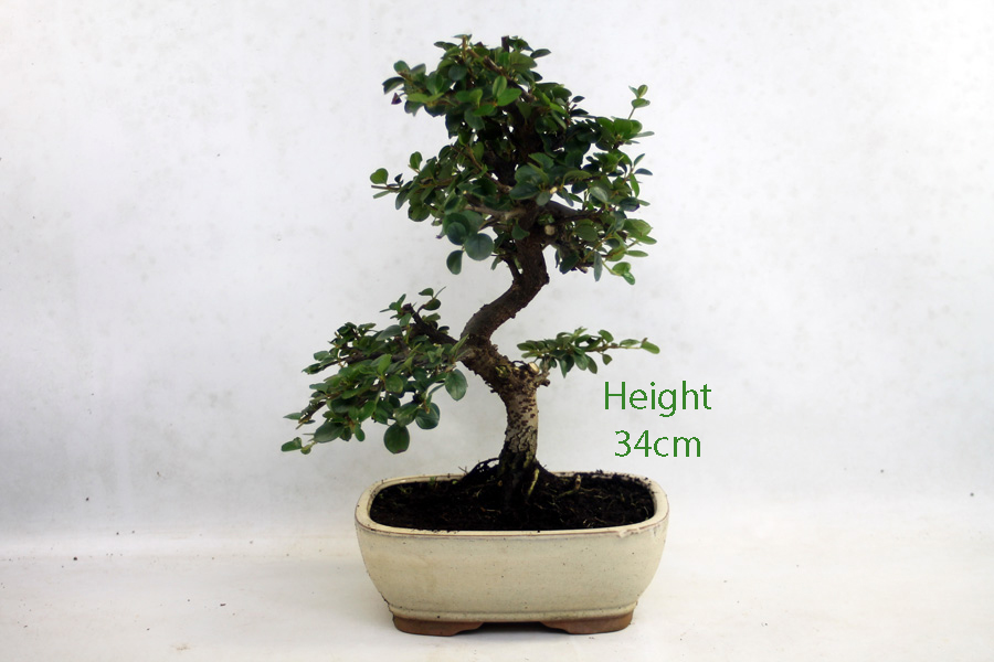 Cotoneaster Flowering Bonsai Tree Number 282P available to buy online from All Things Bonsai Sheffield Yorkshire with free UK delivery