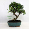 Cotoneaster Flowering Bonsai Tree Number 108P available to buy online from All Things Bonsai Sheffield Yorkshire with free UK delivery