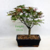 Acer Palmatum Deshojo Japanese Maple Bonsai Tree Number 111P available to buy online from All Things Bonsai Sheffield Yorkshire with free UK delivery