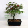 Acer Palmatum Deshojo Japanese Maple Bonsai Tree Number 322P available to buy online from All Things Bonsai Sheffield Yorkshire with free UK delivery