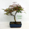 Acer Palmatum Deshojo Japanese Maple Bonsai Tree Number 153P available to buy online from All Things Bonsai Sheffield Yorkshire with free UK delivery