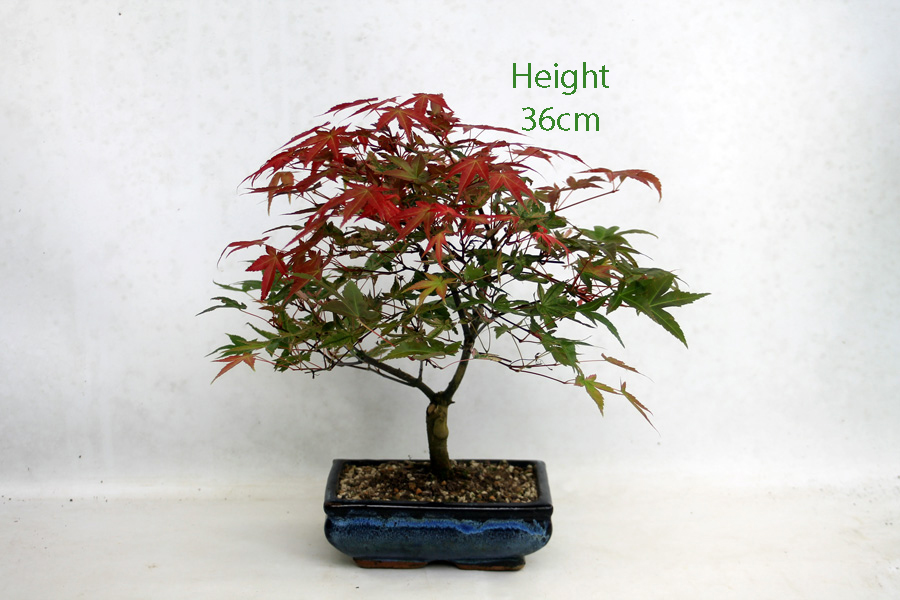 Acer Palmatum Deshojo Japanese Maple Bonsai Tree Number 335P available to buy online from All Things Bonsai Sheffield Yorkshire with free UK delivery