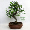 Zelkova Serrata Japanese Elm Bonsai Tree Number 157P available to buy online from All Things Bonsai Sheffield Yorkshire with free UK delivery