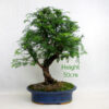 Dawn Redwood Bonsai Tree Number 298P available to buy online from All Things Bonsai Sheffield Yorkshire with free UK delivery