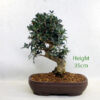 Olive Bonsai Tree Number 313P available to buy online from All Things Bonsai Sheffield Yorkshire with free UK delivery