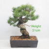 Japanese White Pine Bonsai Tree Number 25Y