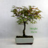 Acer Palmatum Deshojo Japanese Maple Bonsai Tree Number 314P available to buy online from All Things Bonsai Sheffield Yorkshire with free UK delivery
