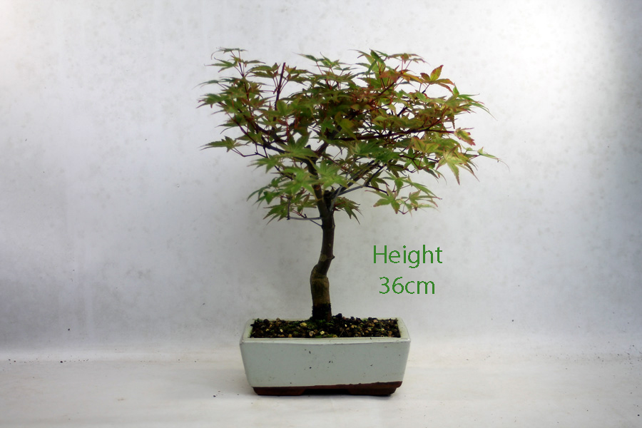 Acer Palmatum Deshojo Japanese Maple Bonsai Tree Number 314P available to buy online from All Things Bonsai Sheffield Yorkshire with free UK delivery