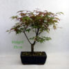 Acer Palmatum Deshojo Japanese Maple Bonsai Tree Number 239P available to buy online from All Things Bonsai Sheffield Yorkshire with free UK delivery