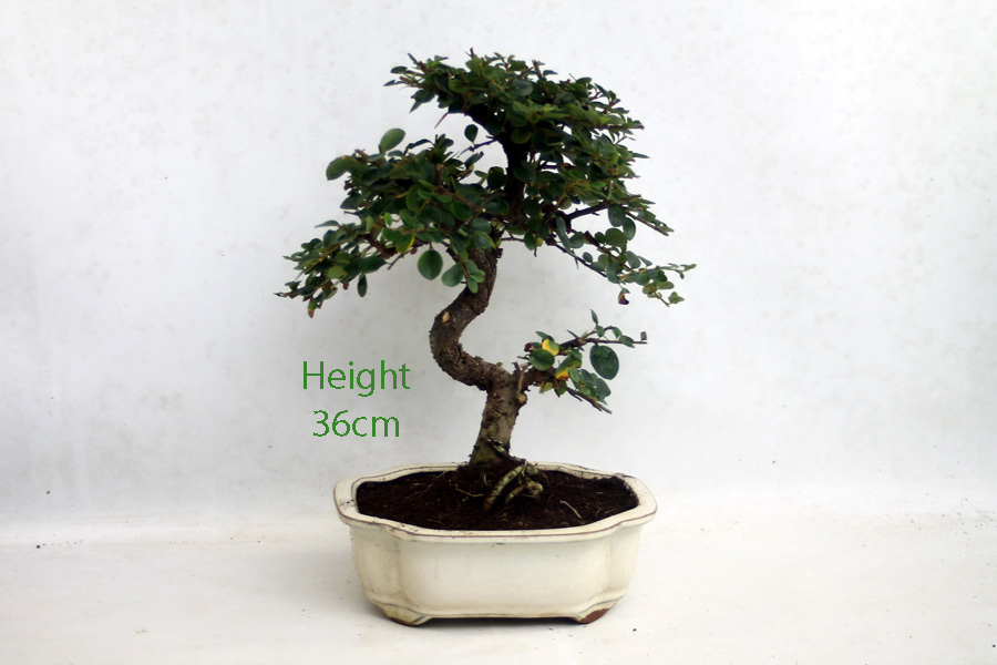 Cotoneaster Flowering Bonsai Tree Number 264P available to buy online from All Things Bonsai Sheffield Yorkshire with free UK delivery