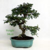 Cotoneaster Flowering Bonsai Tree Number 300P available to buy online from All Things Bonsai Sheffield Yorkshire with free UK delivery