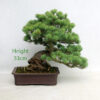 Japanese White Pine Bonsai Tree Number 331P available to buy online from All Things Bonsai Sheffield Yorkshire UK