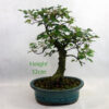 Trident Maple Bonsai Tree Number 286P available to buy online from All Things Bonsai Sheffield Yorkshire with free UK delivery