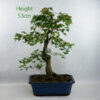 Trident Maple Bonsai Tree Number 52B available to buy online from All Things Bonsai Sheffield Yorkshire with free UK delivery
