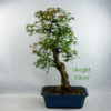 Trident Maple Bonsai Tree Number 10P available to buy online from All Things Bonsai Sheffield Yorkshire with free UK delivery