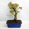 Trident Maple Bonsai Tree Number 253P available to buy online from All Things Bonsai Sheffield Yorkshire with free UK delivery