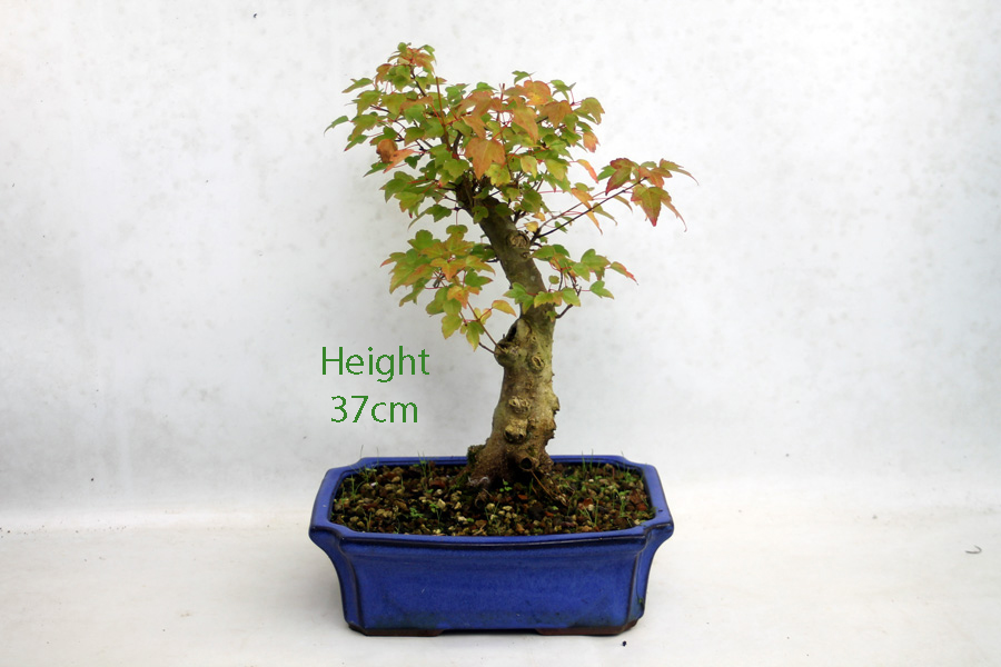 Trident Maple Bonsai Tree Number 253P available to buy online from All Things Bonsai Sheffield Yorkshire with free UK delivery