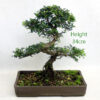 Chinese Elm Bonsai Tree Number 100Y available to buy online from All Things Bonsai Sheffield Yorkshire with free UK delivery