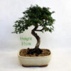Cotoneaster Flowering Bonsai Tree Number 240P available to buy online from All Things Bonsai Sheffield Yorkshire with free UK delivery