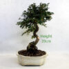Cotoneaster Flowering Bonsai Tree Number 1P available to buy online from All Things Bonsai Sheffield Yorkshire with free UK delivery