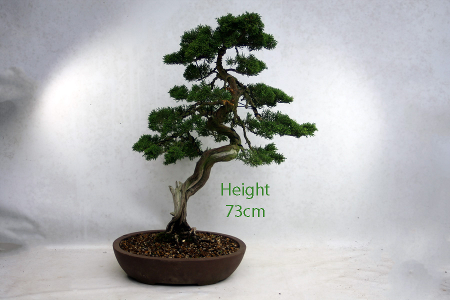 Itoigawa Chinese Juniper Bonsai Tree Number 100Y available to buy online from All Things Bonsai Sheffield Yorkshire UK