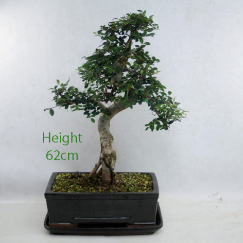 Chinese Elm Bonsai Tree Black Rectangular Pot And Tray Number 4P available to buy online from All Things Bonsai Sheffield Yorkshire with free UK delivery
