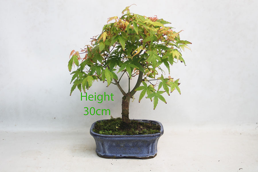 Acer Palmatum Japanese Maple Bonsai Tree Number 260P