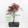 Purple Acer Palmatum Japanese Maple Bonsai Tree Number 77P
