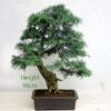 Juniper Bonsai Tree Number 3Y Clearance Tree available to buy online from All Things Bonsai Sheffield Yorkshire UK