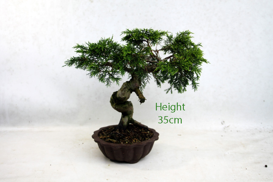 Chinese Juniper Bonsai Tree Number 60Y Clearance Tree available to buy online from All Things Bonsai Sheffield Yorkshire with free UK delivery