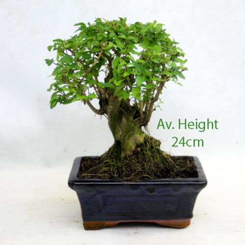 Ligustrum Bonsai Tree Small Broom Style available to buy online from All Things Bonsai Sheffield Yorkshire with free UK delivery