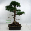 Larch Bonsai Tree Number 66P available to buy online from All Things Bonsai Sheffield Yorkshire with free UK delivery