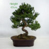 Japanese Yew Taxus Bonsai Tree Number 340P available to buy online from All Things Bonsai Sheffield Yorkshire with free UK delivery