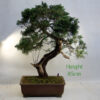 Juniper Bonsai Tree Number 30P Clearance Tree available to buy online from All Things Bonsai Sheffield Yorkshire UK