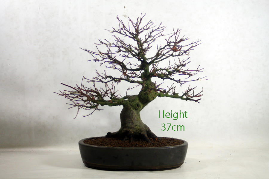 Acer Palmatum Japanese Maple Bonsai Tree Number 257P ALL THINGS BONSAI