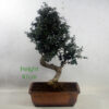 Olive Bonsai Tree Number 307P available to buy online from All Things Bonsai Sheffield Yorkshire with free UK delivery