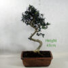 Olive Bonsai Tree Number 97P available to buy online from All Things Bonsai Sheffield Yorkshire with free UK delivery