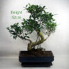 Ficus Bonsai Tree Number 270P available to buy online from All Things Bonsai Sheffield Yorkshire with free UK delivery