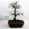 Korean Hornbeam Bonsai Tree Number 250P available to buy online from All Things Bonsai Sheffield Yorkshire with free UK delivery
